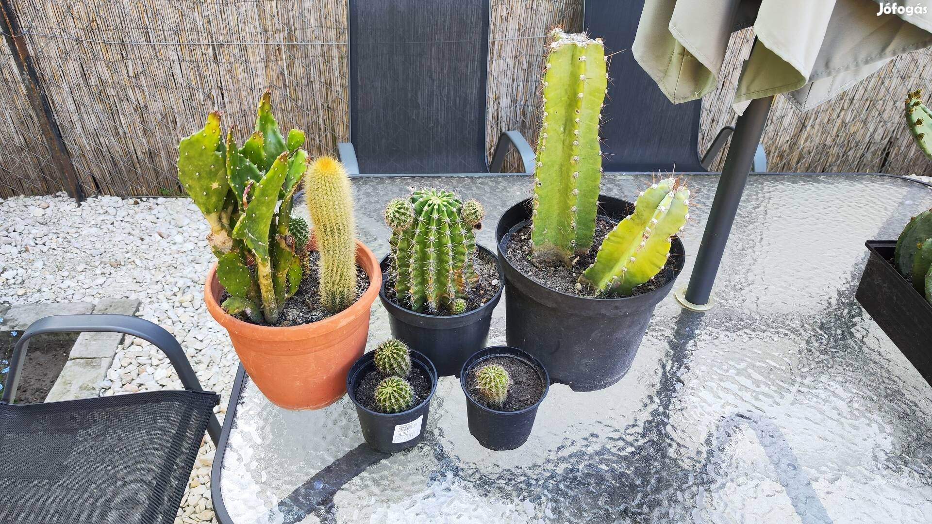 Eladó Kaktusz