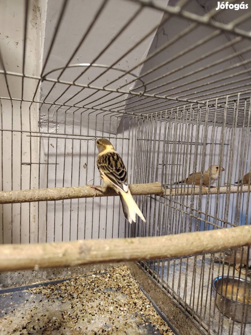Eladó Kanári madár