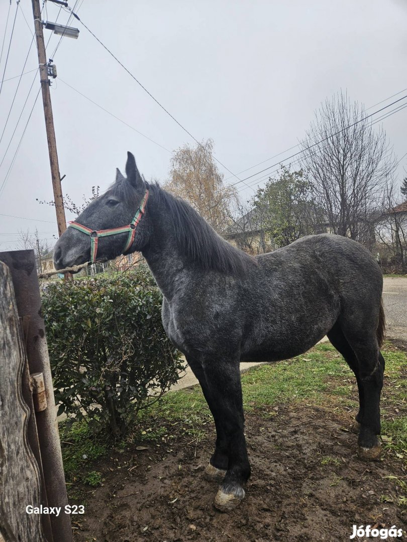 Eladó Kanca Csikó 