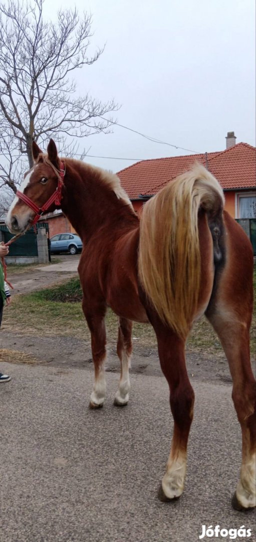 Eladó Kender Sárga Kanca csikó