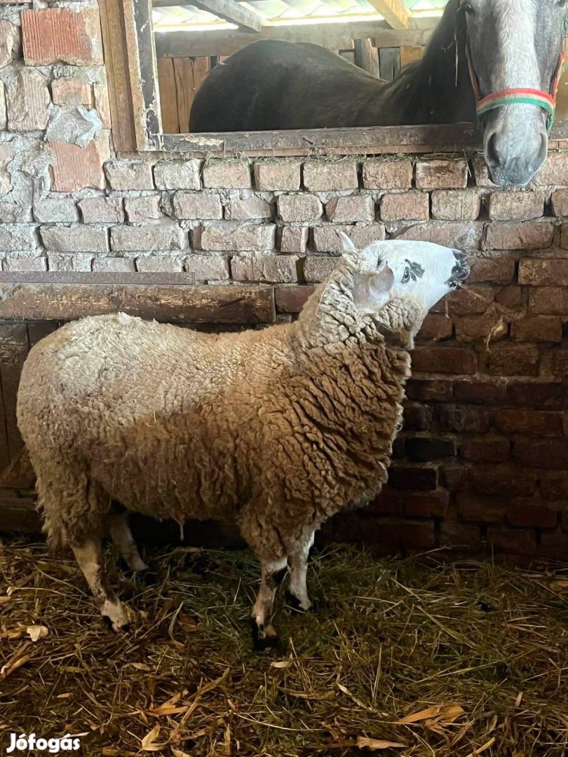 Eladó Kerry Hill kos birka