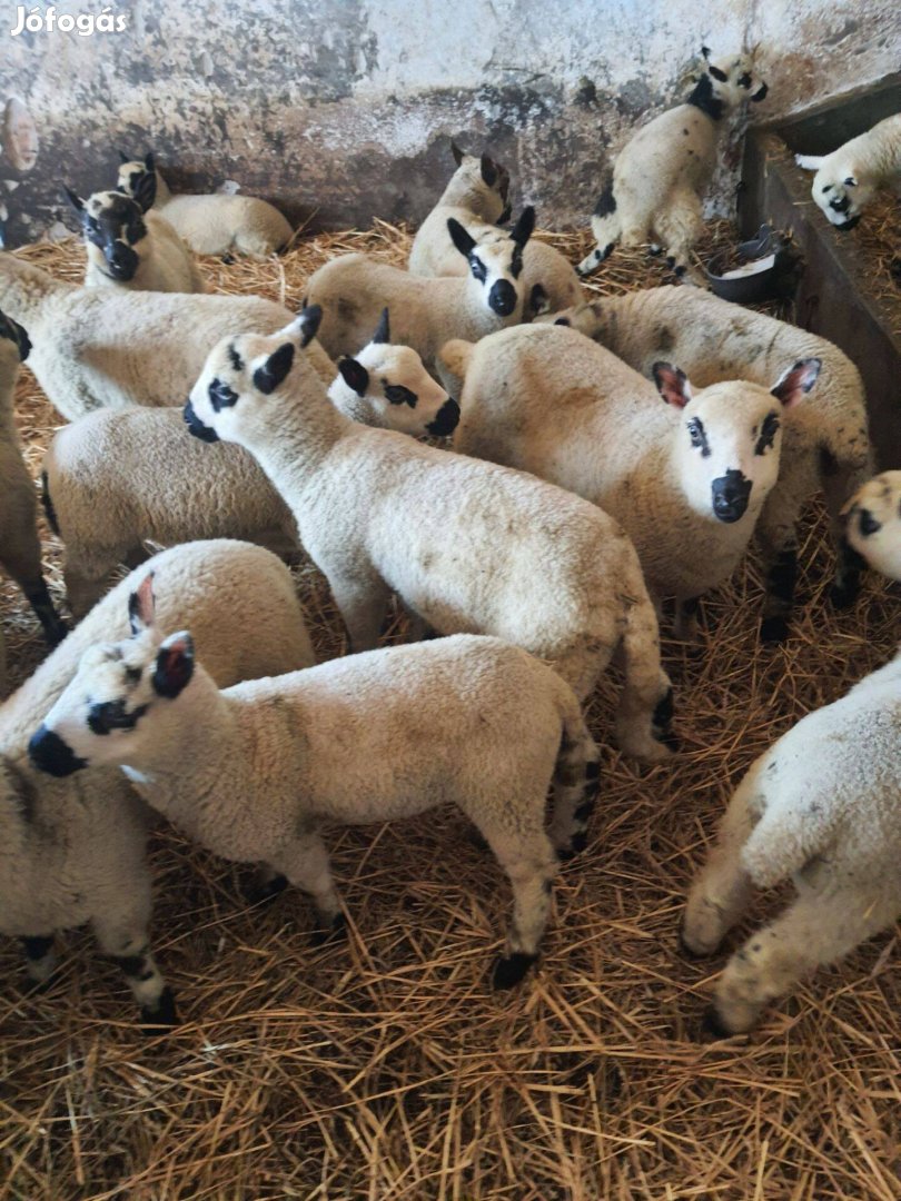 Eladó Kerry hill bárányok