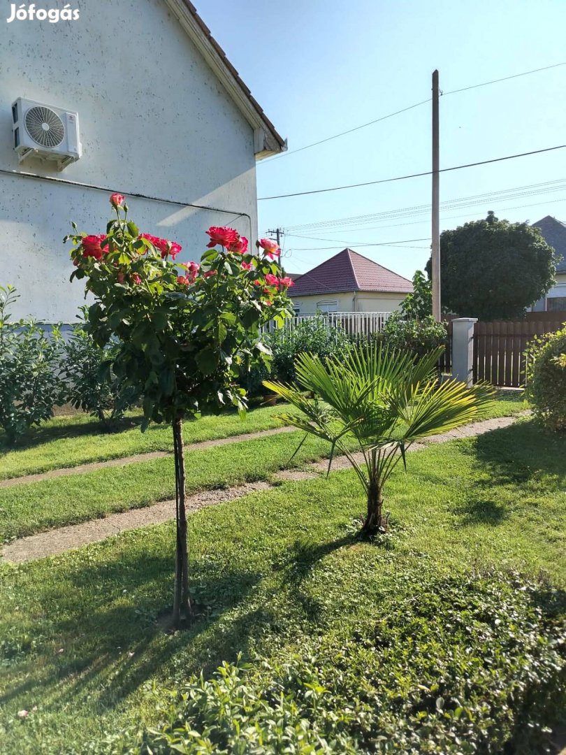 Eladó Kertes ház Ebes