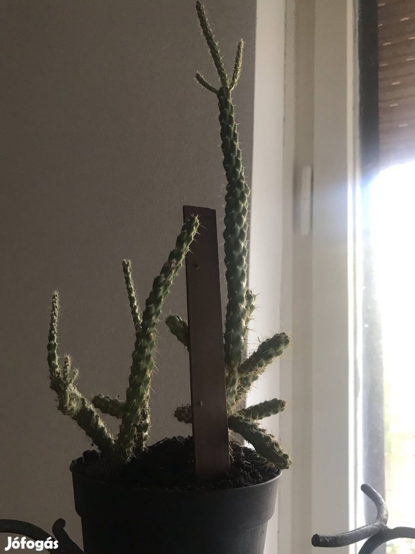 Elado Kmeten oszlopos kaktusz