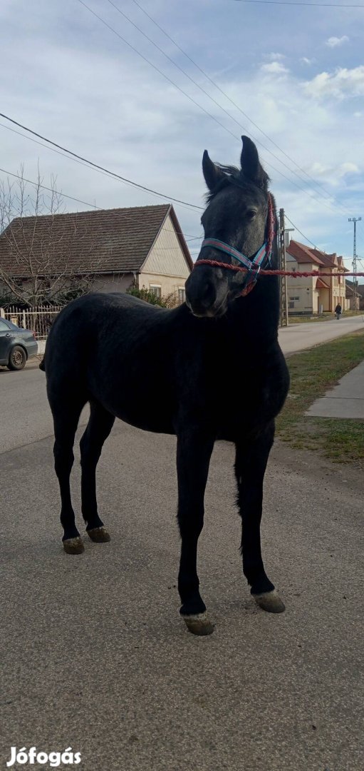 Eladó Kormos Deres