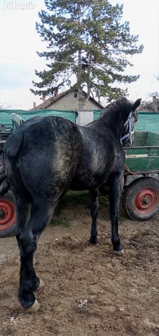 Eladó Kormos Deres Kanca csikó 