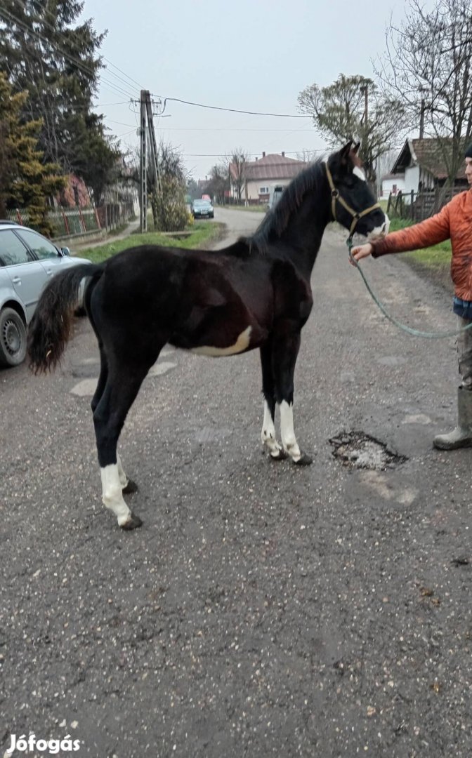 Eladó Kwpn mén csikó! 