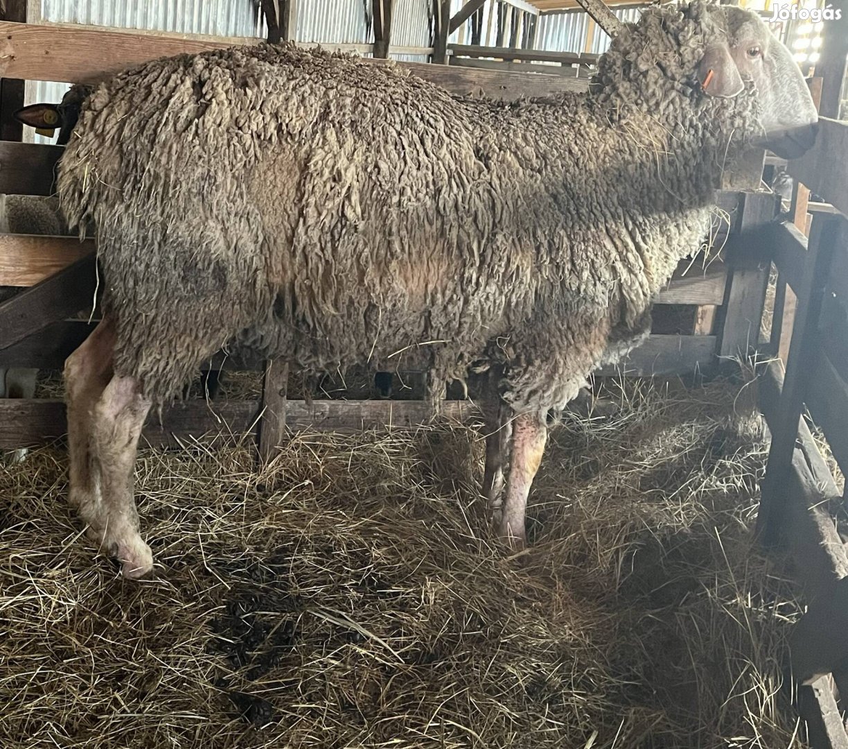 Eladó Landschaf Merinó Tenyész Kos