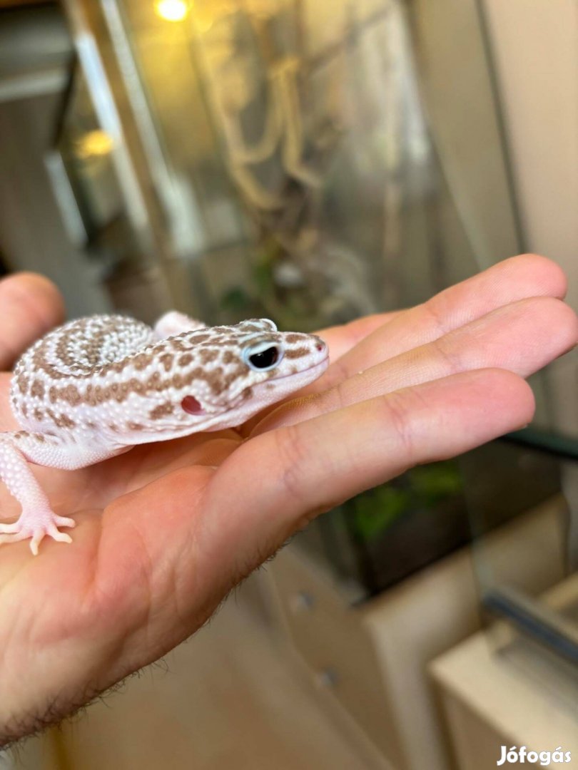 Eladó Leopard gecko