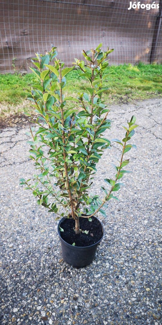 Eladó Ligustrum ovalifolium (Széleslevelű fagyal)