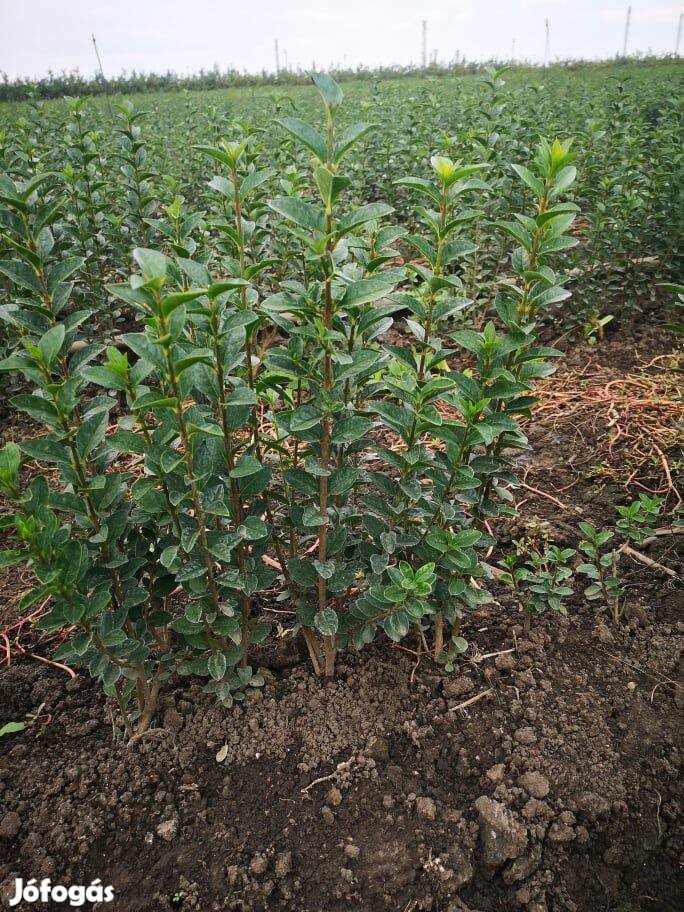 Eladó Ligustrum ovalifolium (Széleslevelű fagyal)