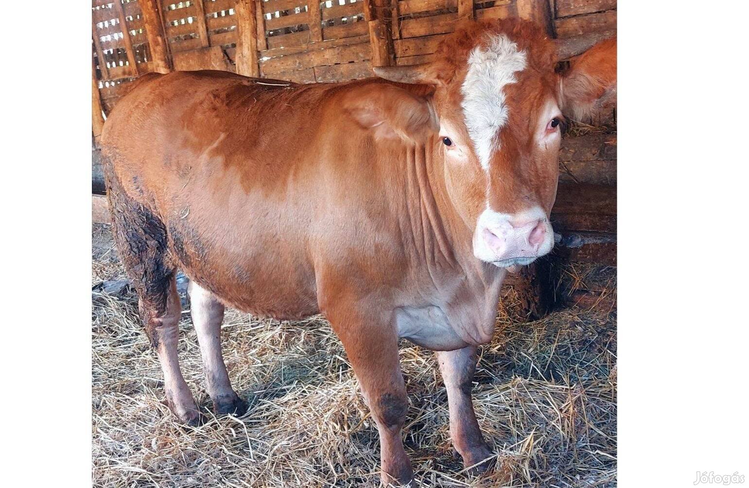 Eladó Limousin üsző