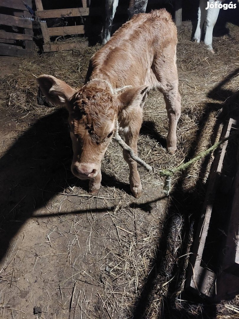 Eladó Limúzin üsző borjú