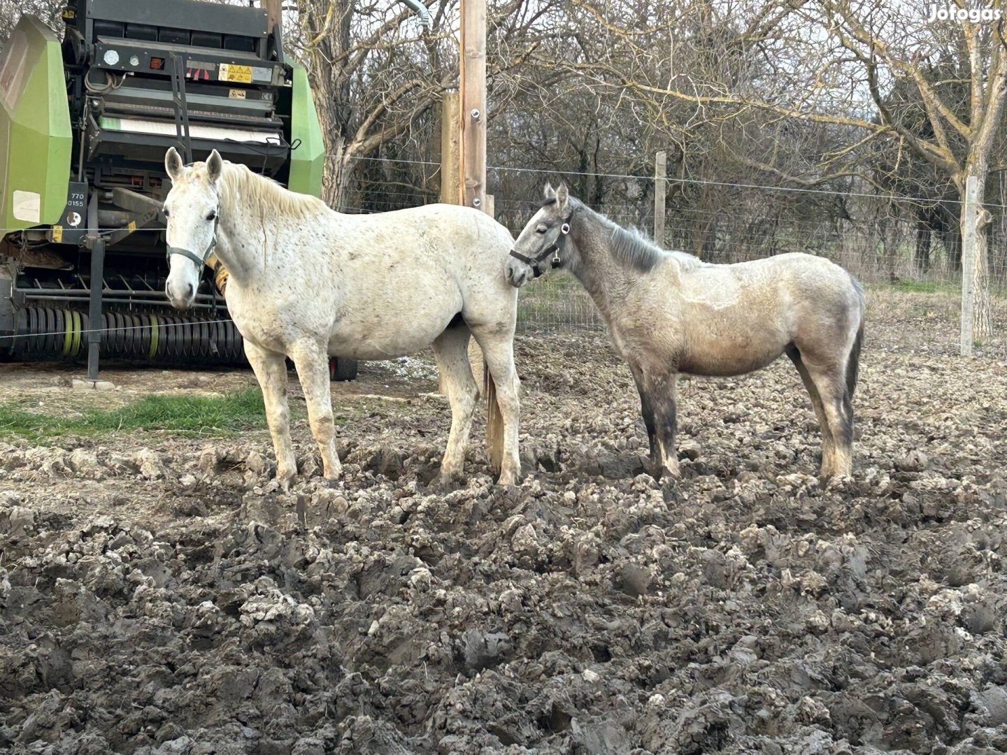 Eladó Lipicai csikók