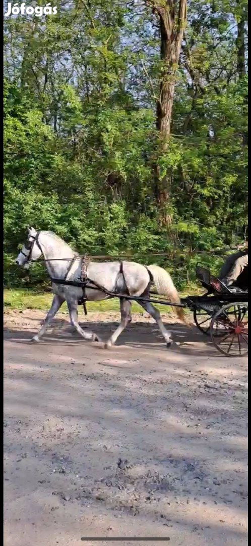 Eladó Lipicai mén, vagy csere