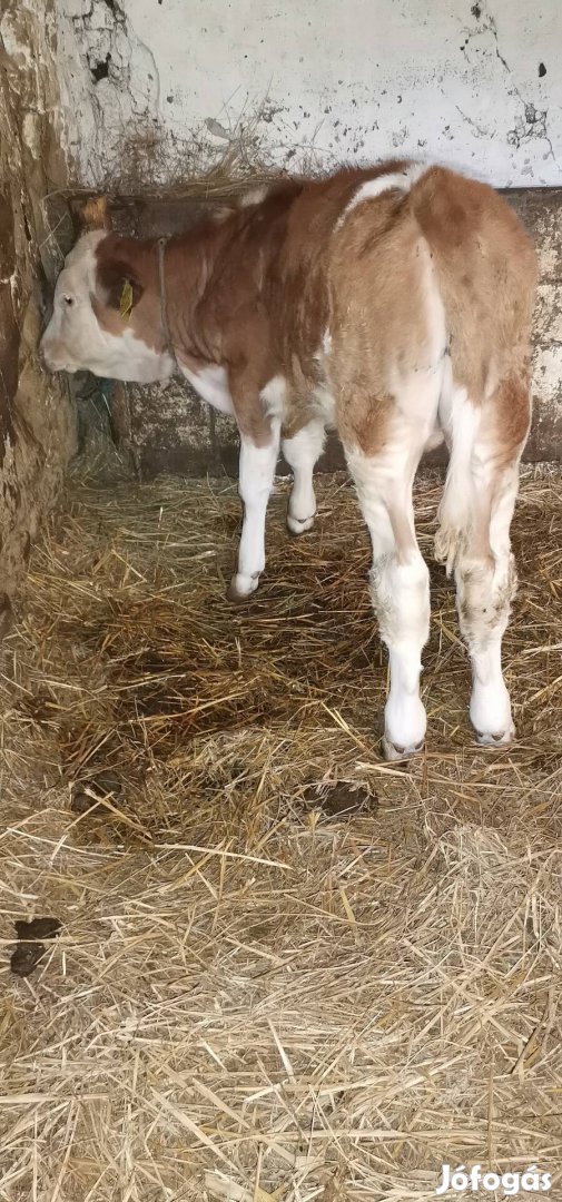 Eladó MT bika borju 