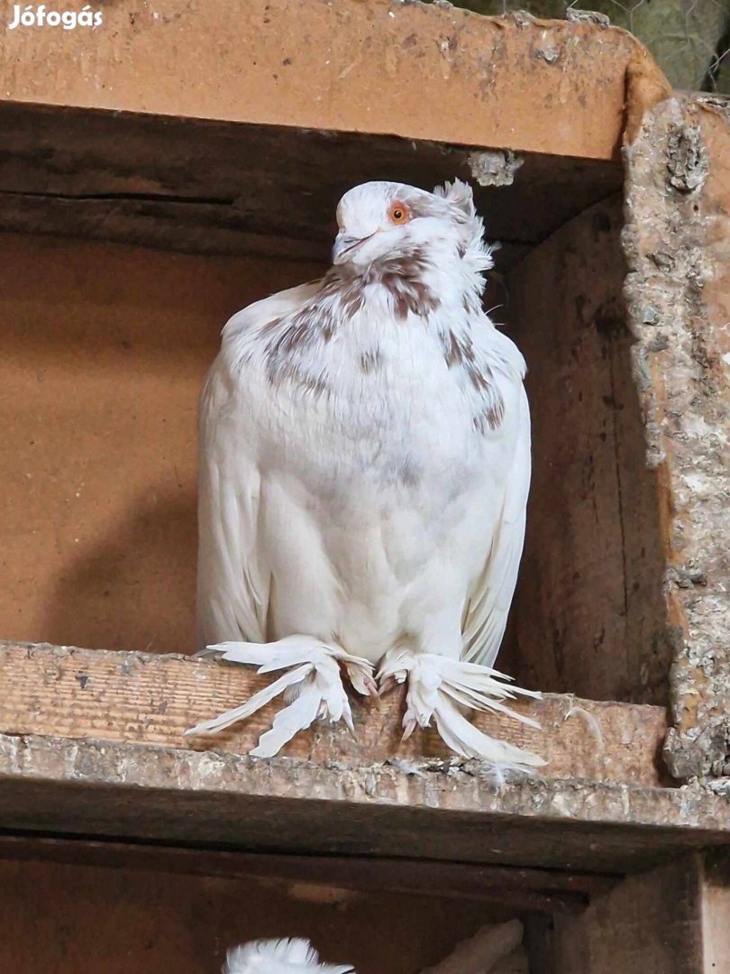 Eladó Magyar Óriás és King galambok!