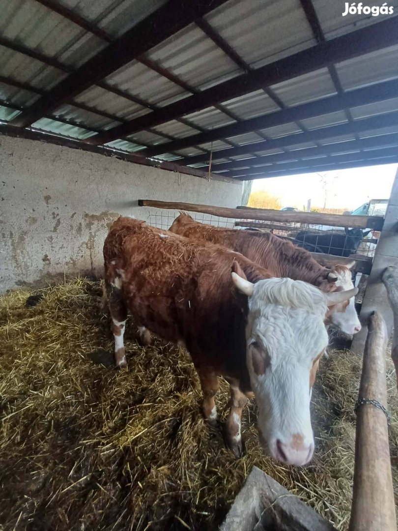 Eladó Magyartarka x Limousin üszők!