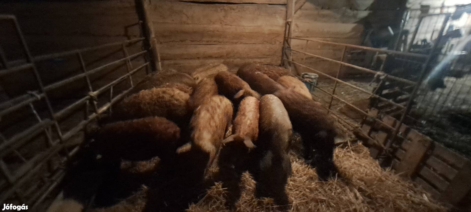 Eladó Mangalica hízók!