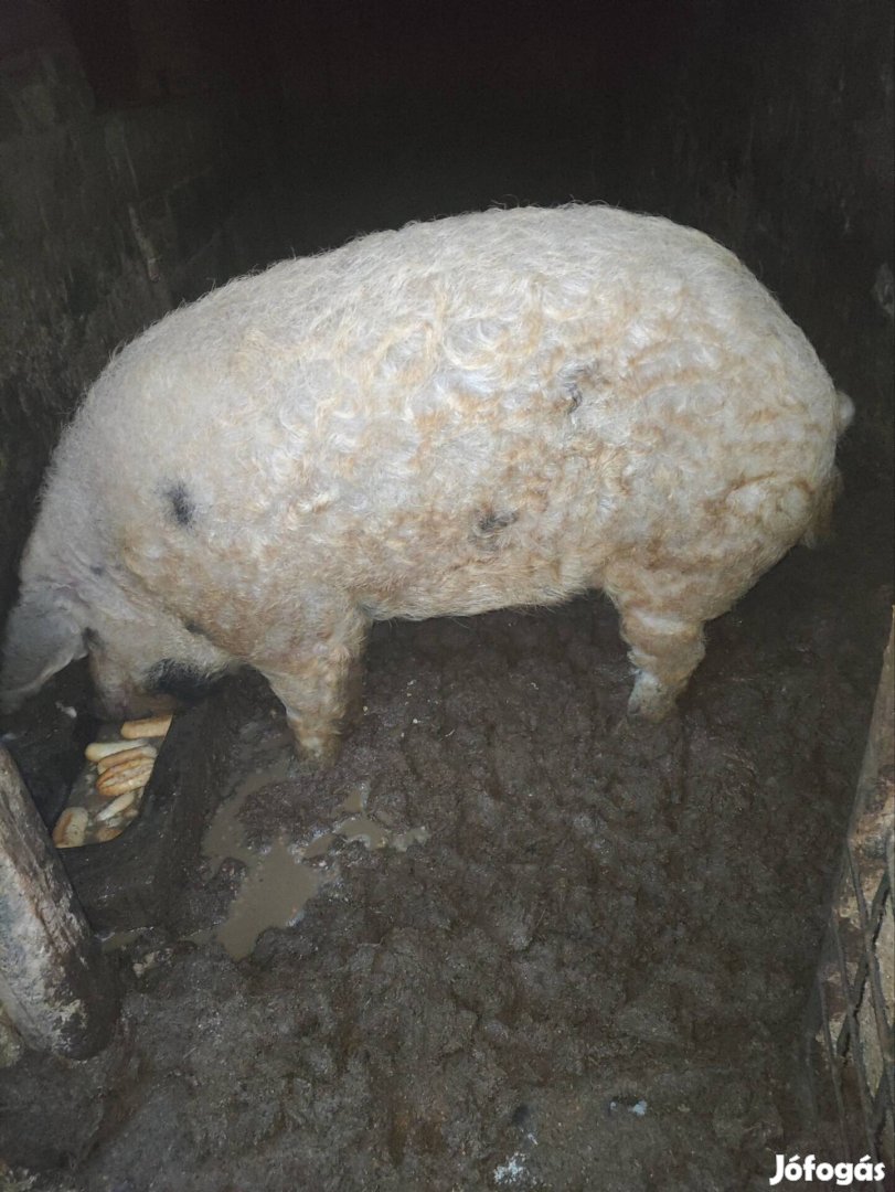 Eladó Mangalica kan