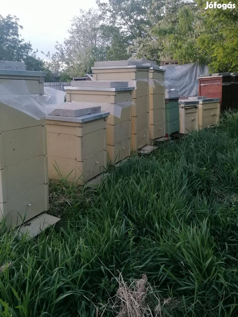 Eladó Méhcsaládok raj és termelő családok