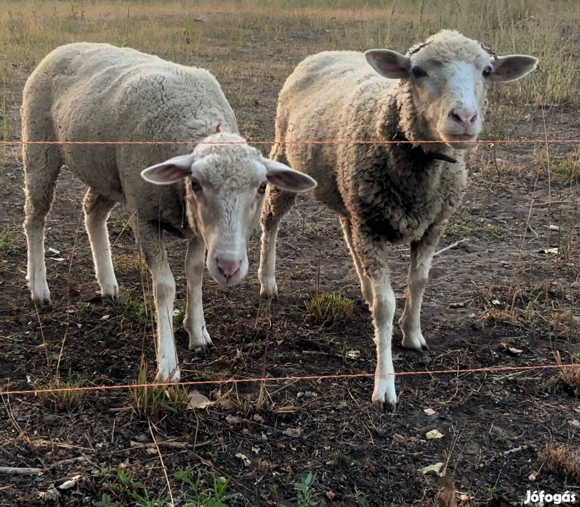 Eladó Merino anya birkák