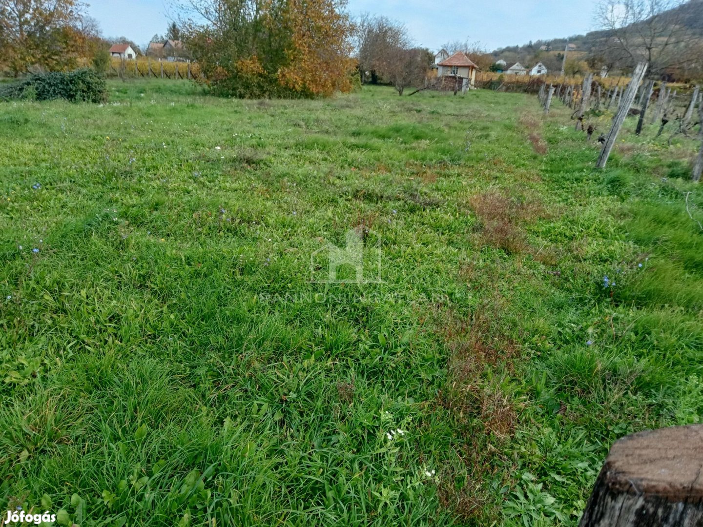 Eladó Mezőgazdasági, Somlószőlős 1.900.000 Ft