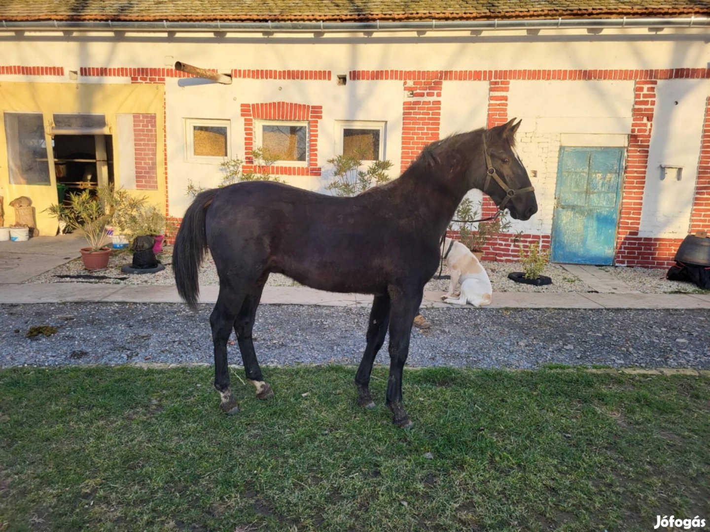 Eladó Nóniusz csődör csikó!