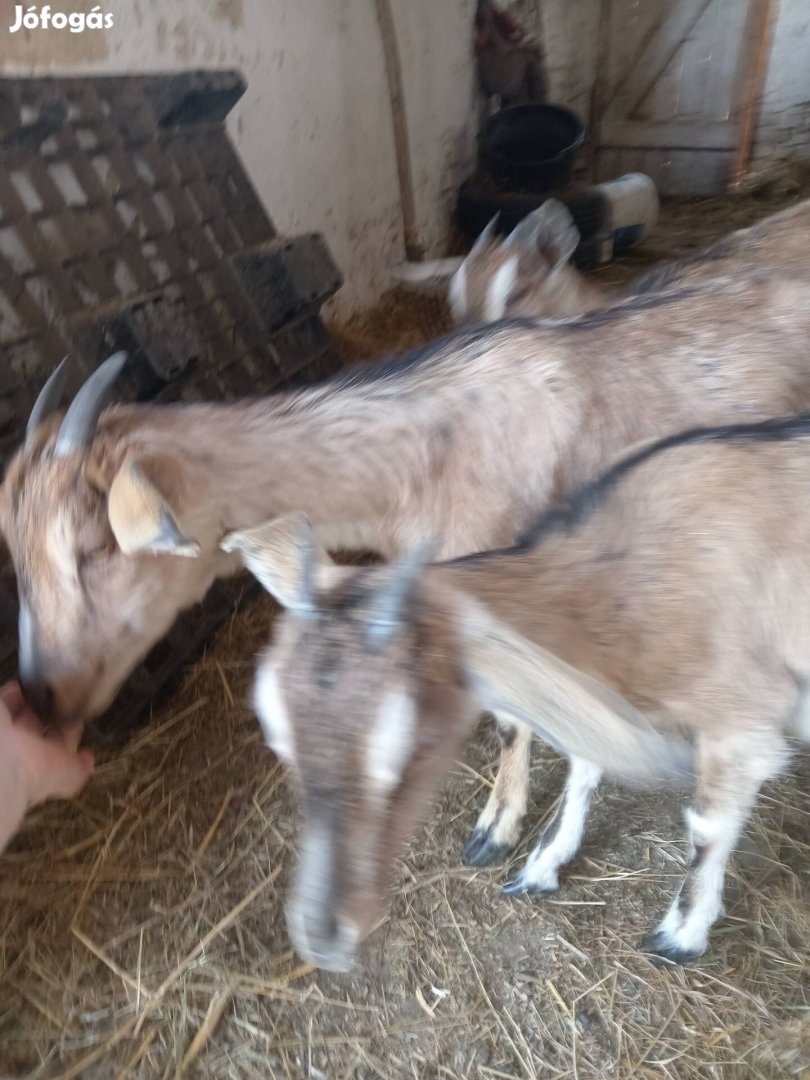 Eladó Núbiai-szánentáli gödölyékcsere anyakecskére