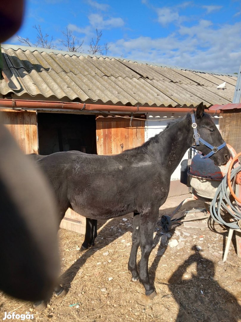 Eladó Nyereg hejen sütött nónius kanca csikó