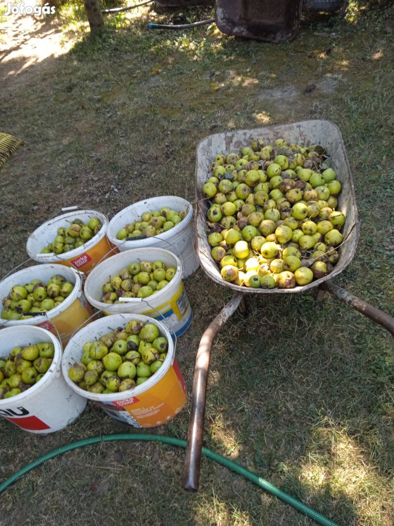 Eladó Othelló szőlő, körte cefre