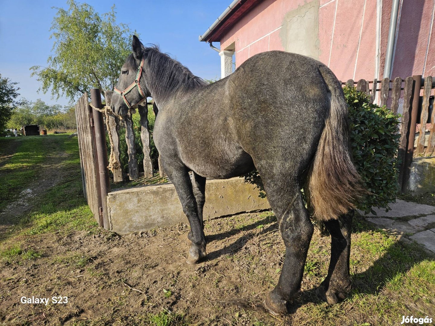 Eladó Perselon Kanca Csikó. 