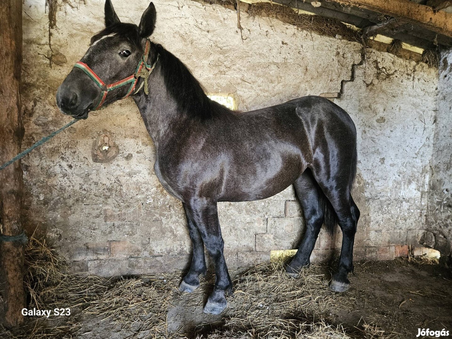 Eladó Perselon Kanca Fekete Deres Kanca Csikó. 