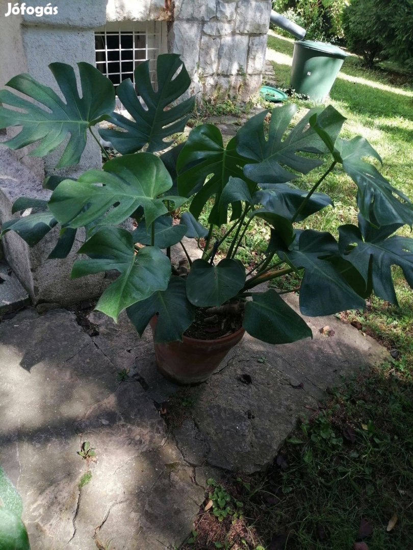 Eladó Philodendron