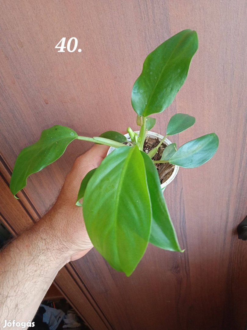 Eladó Philodendron emerald green (40.)