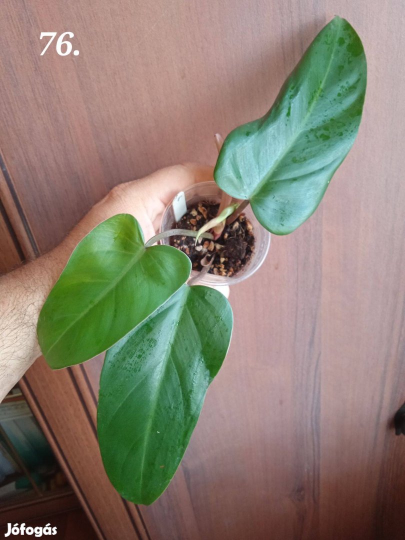 Eladó Philodendron mandaianum (76.)