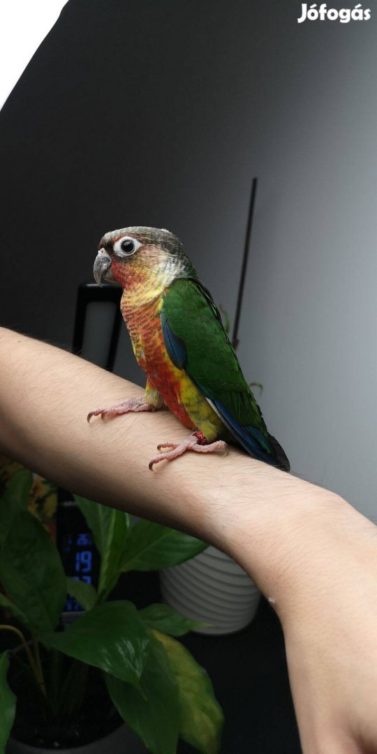 Eladó Pyrrhura fiókák (yellow-sided high red green cheek conure)