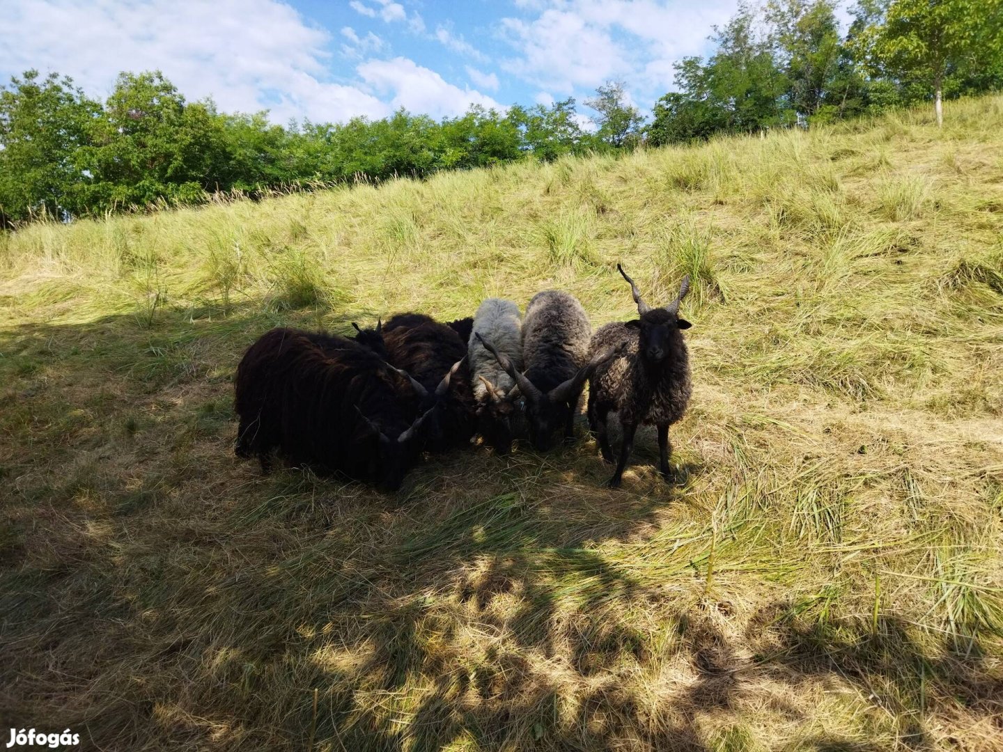 Eladó Racka Juhok