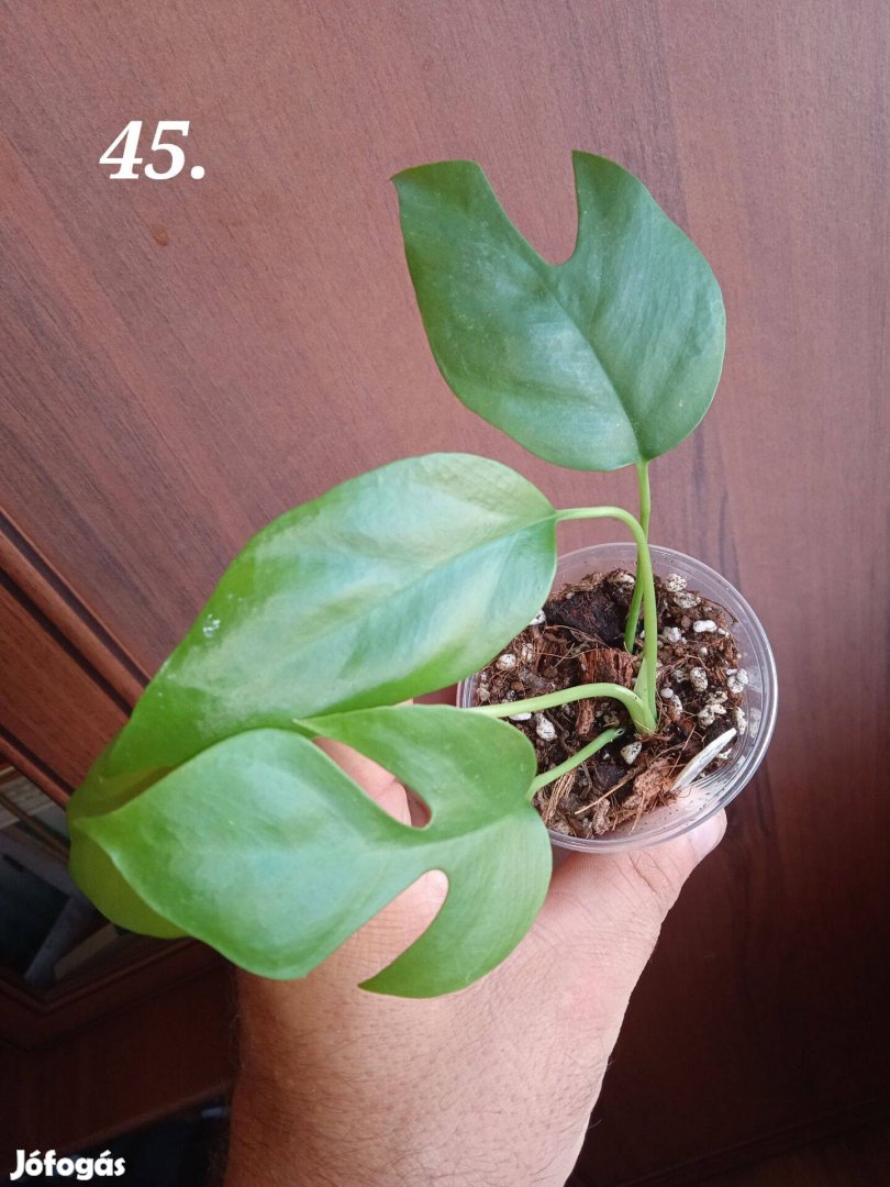 Eladó Rhaphidophora tetrasperma (Monstera minima) baby