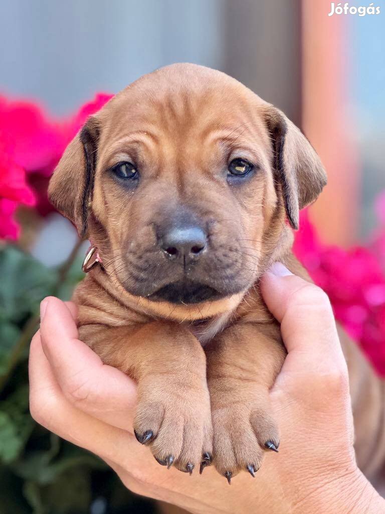 Eladó Rhodesian Ridgeback kkskutyák