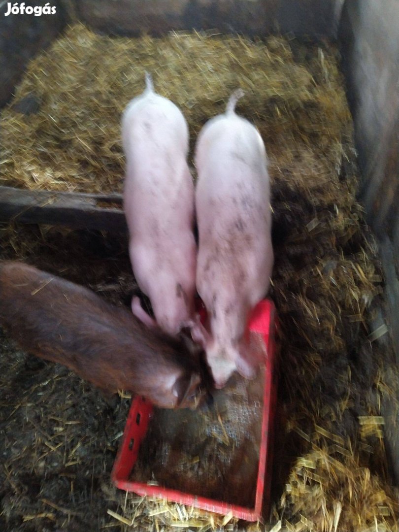 Eladó Sertés malacok érd06702641337 Zala megye