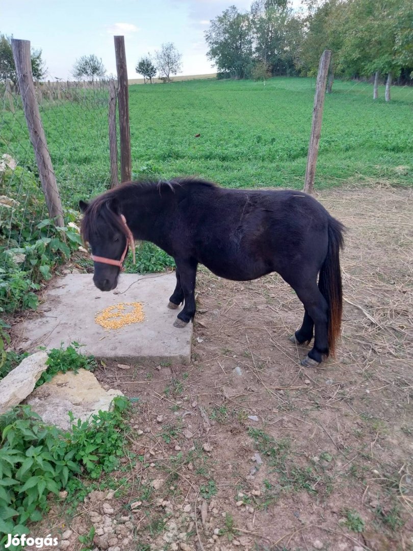 Eladó Shetlandi pónik