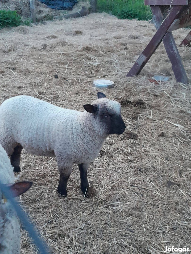 Eladó Shropshire választási bárány kos