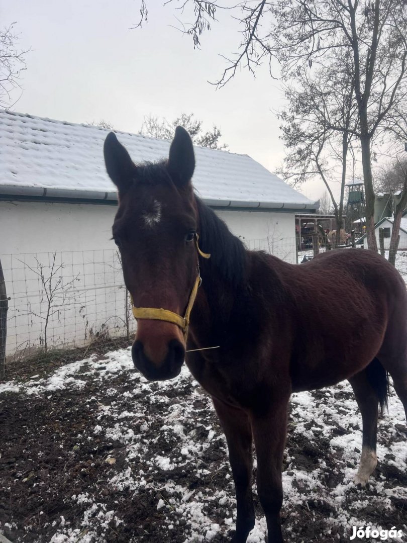 Eladó Sport ló