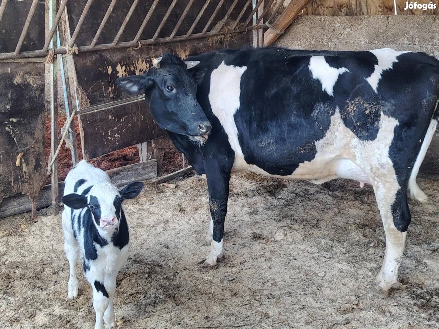Eladó Szarvasmarha