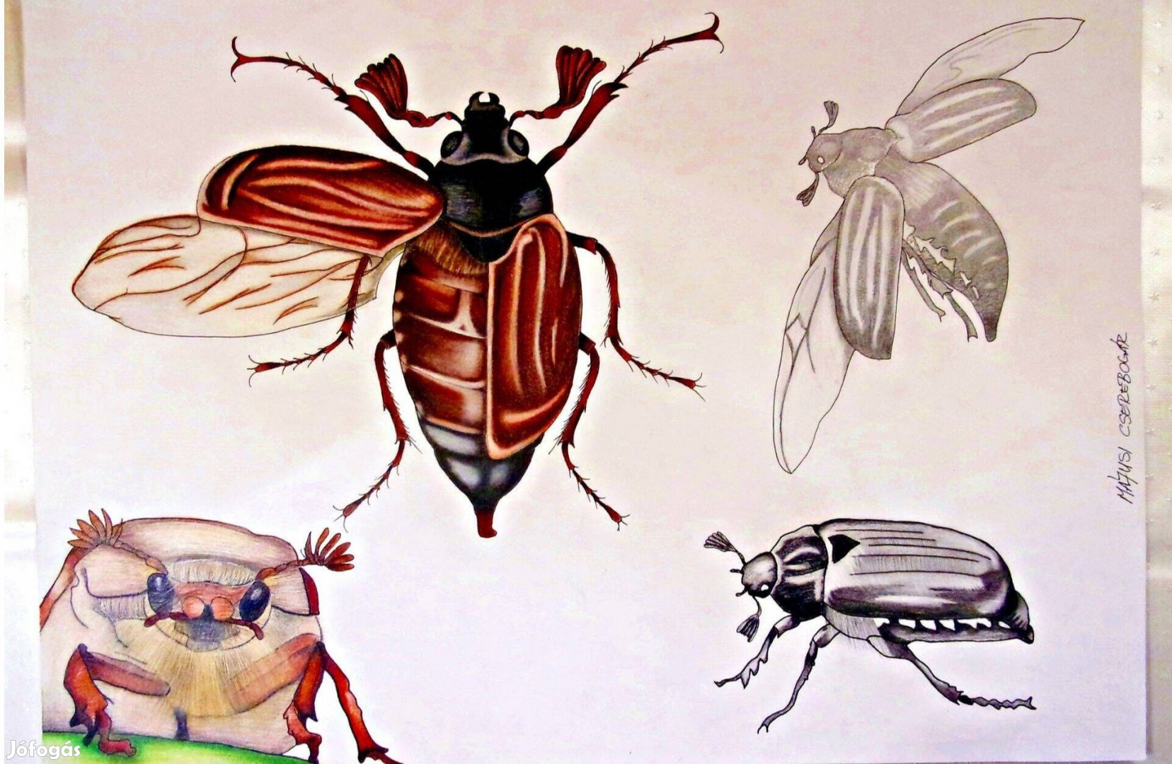 Eladó Tanulmányrajzok szerszámokról eszközökről rovarokról