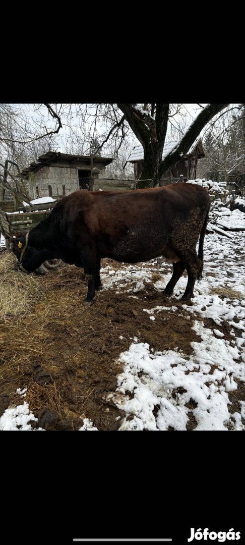 Eladó Tehén bika üsző