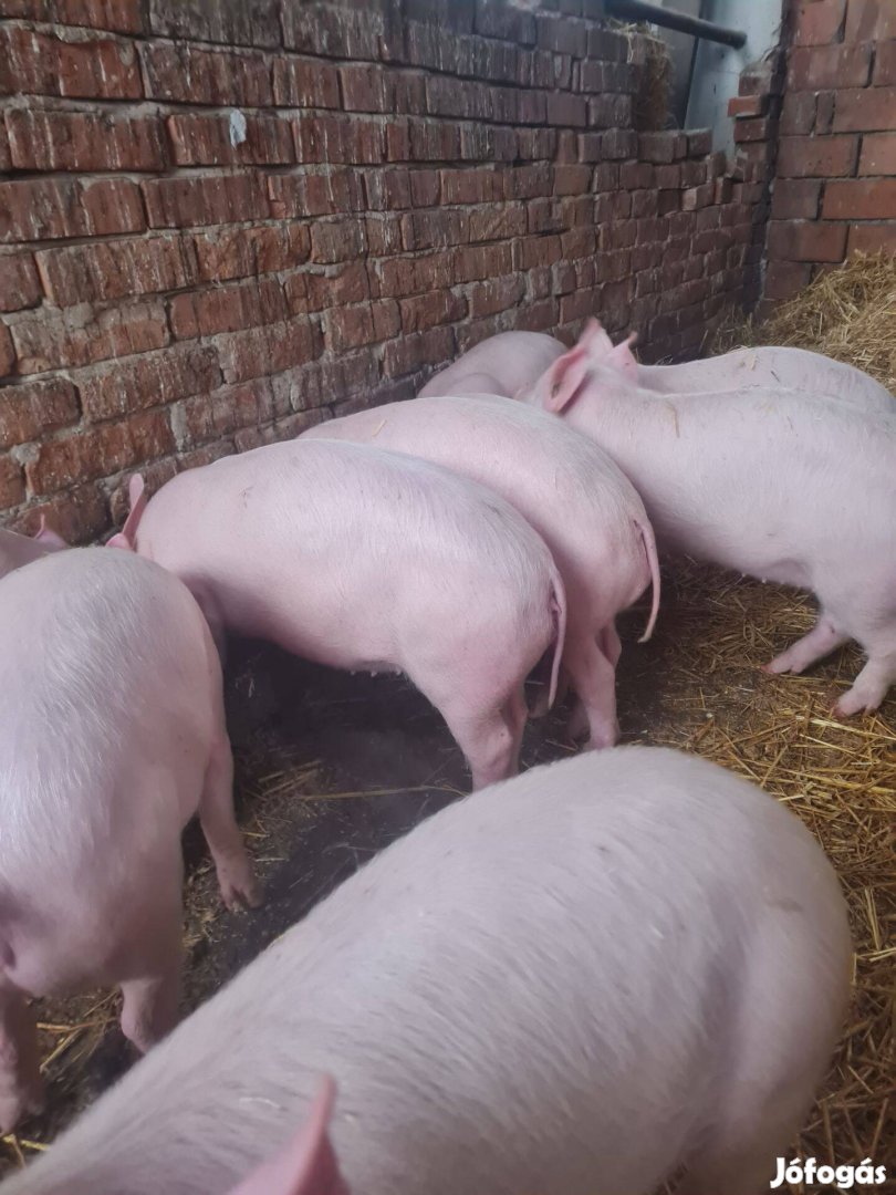 Eladó Választási malacok