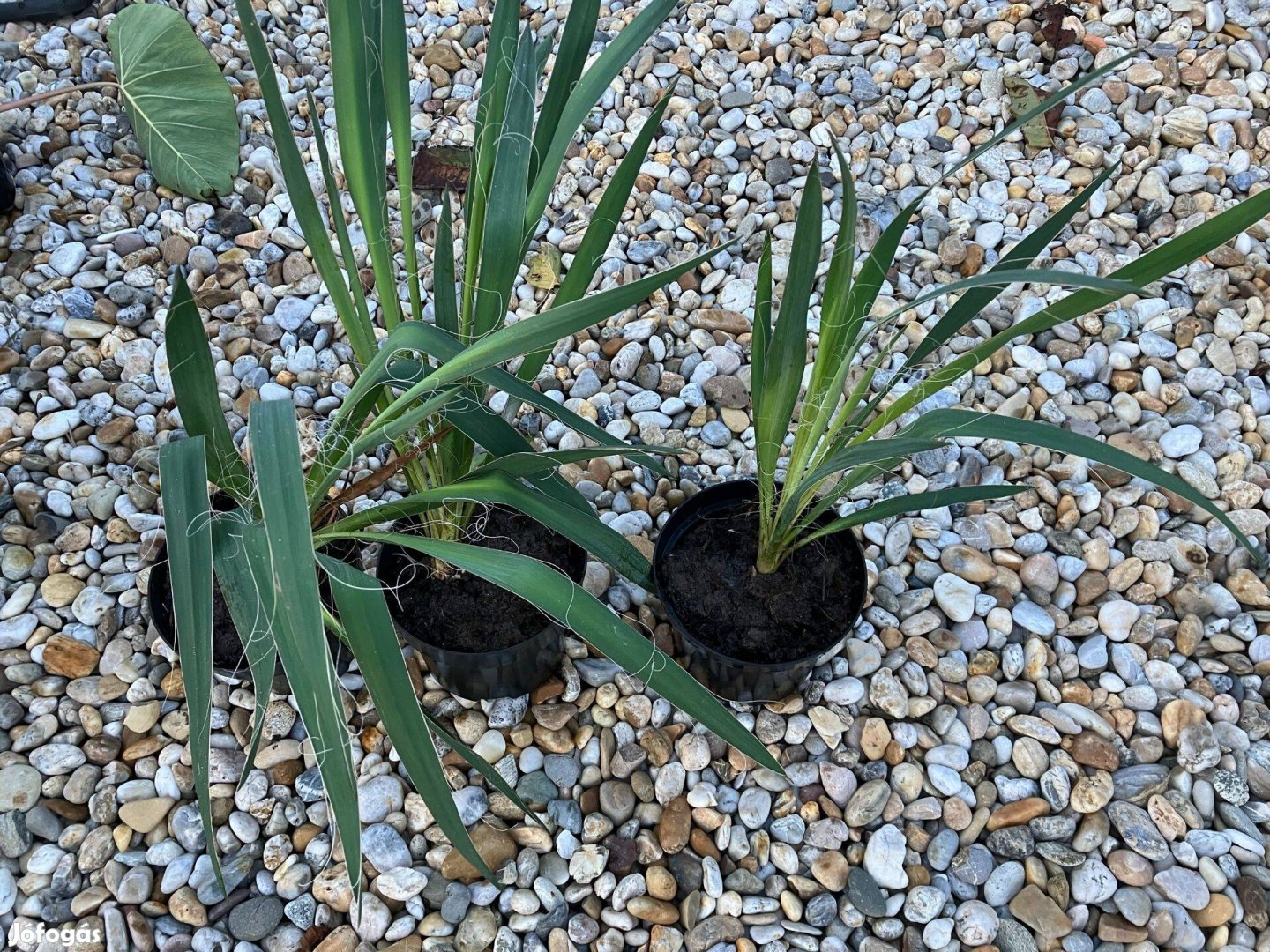 Eladó Yucca Filamentosa - pálmaliliom