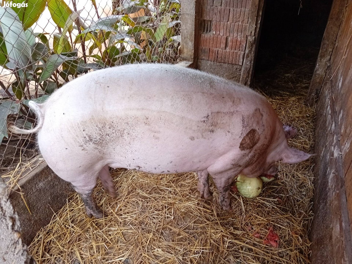 Eladó Zeegers hizó.